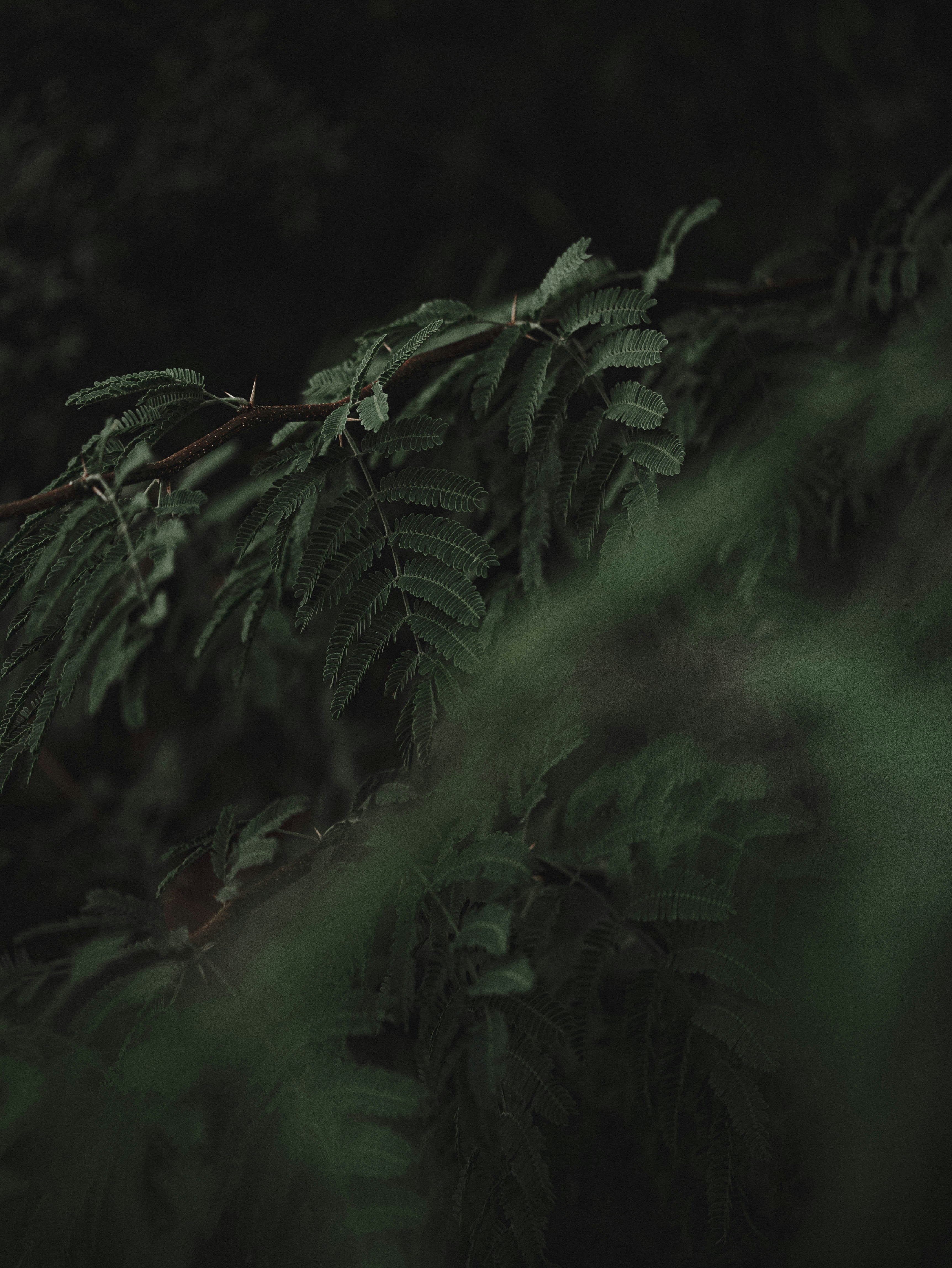 green leaves in close up photography